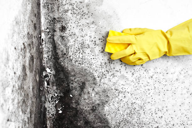 Best Mold Removal Company Near Me  in Weatherford, OK