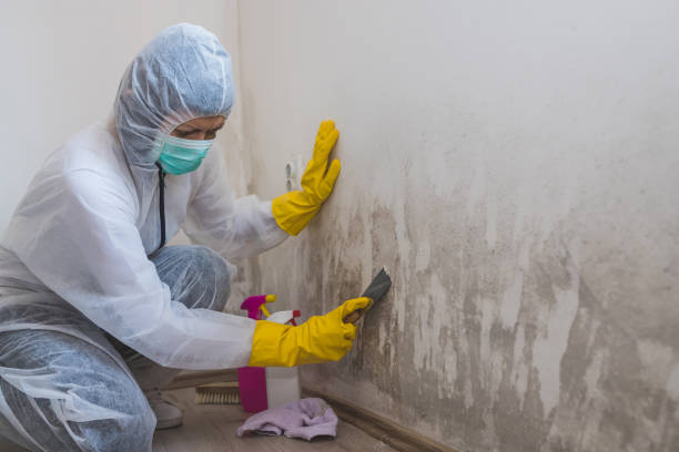 Reliable Weatherford, OK Mold Removal Solutions