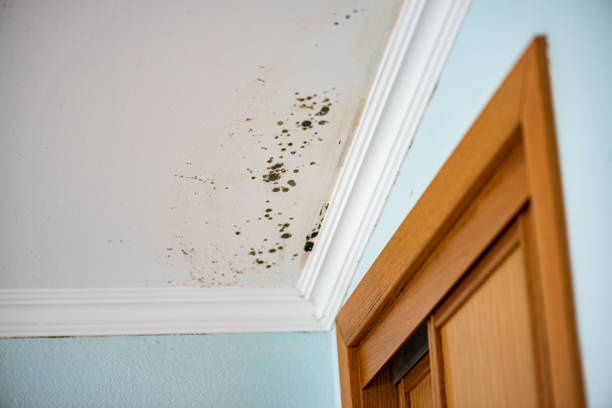 Best Affordable Mold Removal  in Weatherford, OK