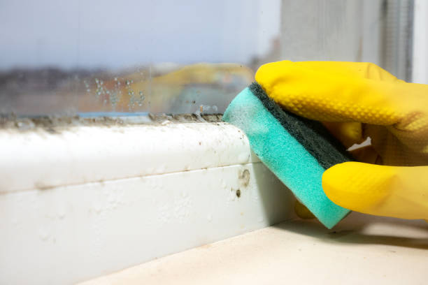 Best Mold Damage Repair  in Weatherford, OK