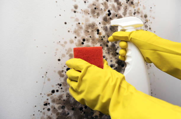 Best Toxic Mold Removal  in Weatherford, OK