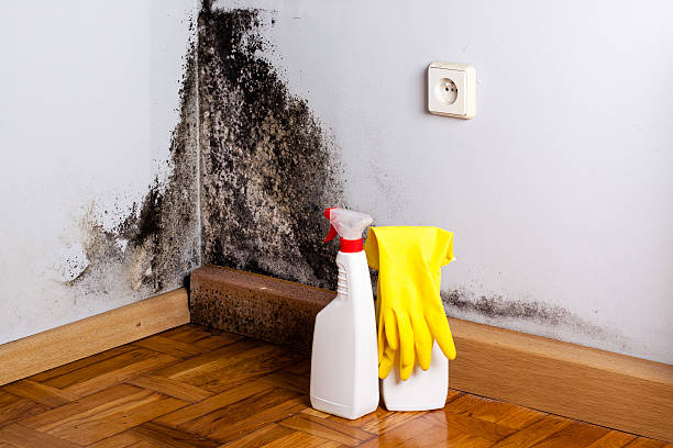 Best Home Mold Removal  in Weatherford, OK